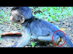 Check Baby Monkey up, Pity Baby Lori Have Diarrhea,
