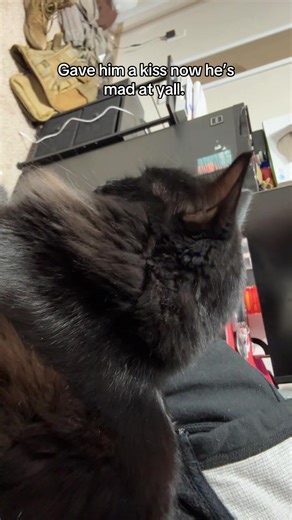 Ain’t my fault 😂🙏 #batman #cattok #blackcatsoftiktok #tiktok #fypシ