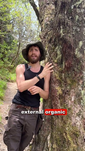 Adventitious Roots