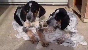 66K views · 419 reactions | Che tristezza...nessuna richiesta per...