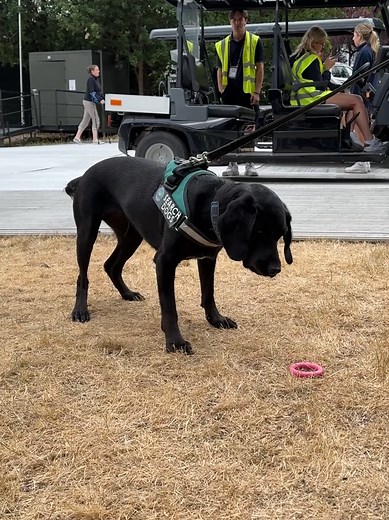Wimbledog: The Adorable Tennis Pup