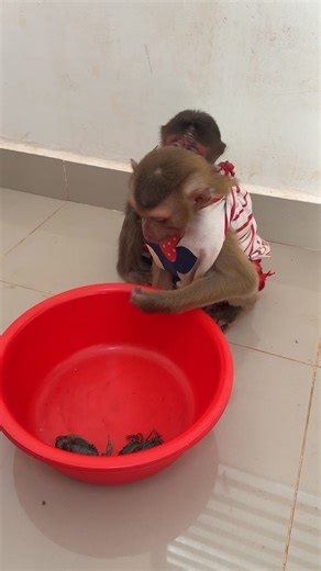 4.4K views · 40 reactions | Monkey vs Human: Who's the Boss?  #FunnyAnimals #MonkeyKing | Monkey Kaku | Facebook