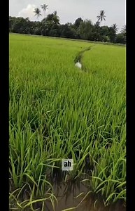 10K views · 191 reactions | Racun Terbaik Untuk Ulat Ratus | Tok Kasa Studio | Facebook