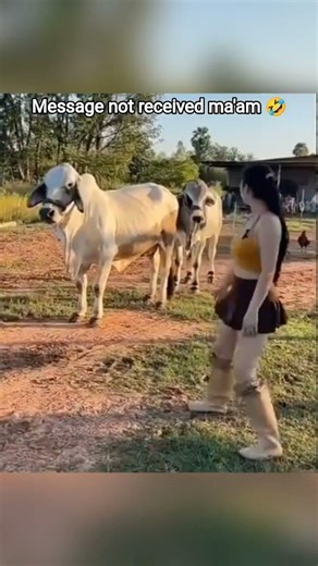 the cow not impressed 🤣#shorts #cow #animals