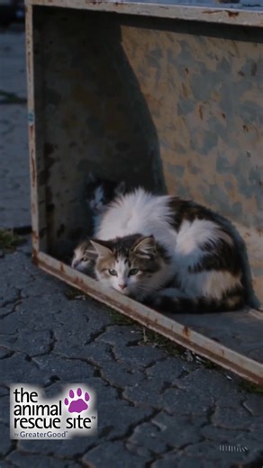 Emaciated Mother Cat and Her Kittens Rescued From Bin 🥺🥺 | The Animal Rescue Site by GreaterGood