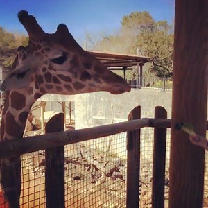 1.9K views · 139 reactions | I had such an incredible day taking a special tour of the #SanAntonioZoo! Thanks so much to @mananazoo, @biodiversitynews, @bekkymuscherhodges, @the.original.katniss, @willsmithzooschool and the rest of the passionate folks and cute animals I met today. 珞漣鍊年憐殺 | Griffon Ramsey | Facebook