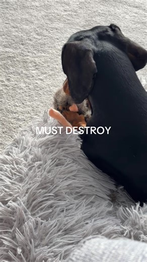 Meet My New Rat from Pets at Home