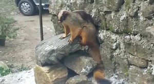 Himalayan Giant Flying Squirrel found at Dodak West Sikkim. Video by Saroj Gurung , Himdarpan | The Voice of Sikkim