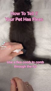 2.6K views · 35 reactions | How to tell if your pet has fleas! The...