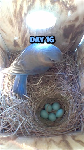Day 16! Eastern Bluebird nest cycle. #birds #birdhouse #birdwatching