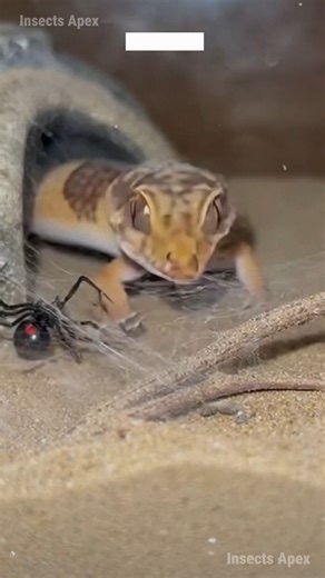 An unstoppable Tiger Gecko dares to trespass the silent territory of the Black Widows. Survival hinges on dominating this venomous standoff. #TigerGecko #BlackWidow #ArachnidClash #DesertSurvival #NatureDramatization ⚙️ AI-generated nature dramatization — no real creatures involved. | Insects Apex