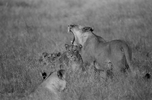 Trophy hunters, you're wrong. Dead wrong.