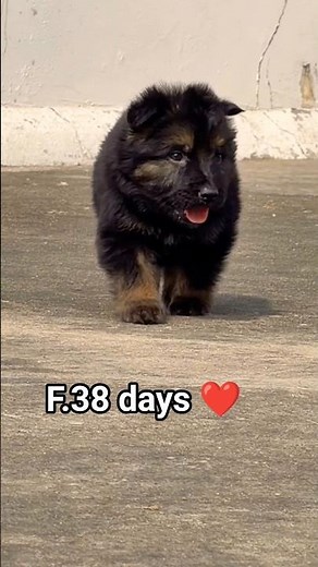 German shepherd puppy available booking active healthy strong growth grooming training 8810623046