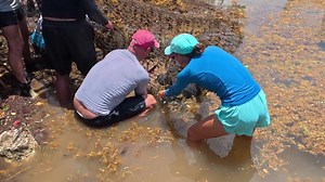 43K views · 40 reactions | Dolphin Research Center on Reels | Facebook