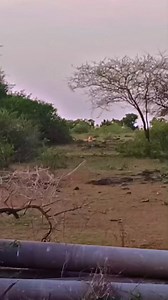 Gir Lion National Park on Reels