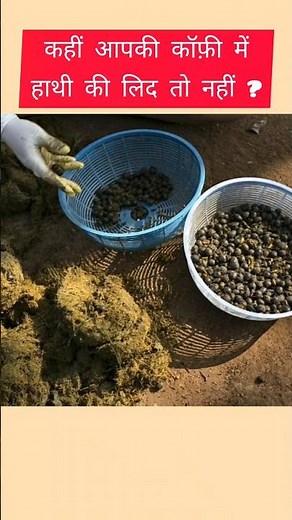 🐘☕️ The TRUTH About Elephant POOP Coffee!