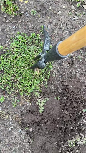 Effective Weeding Tool Demonstration