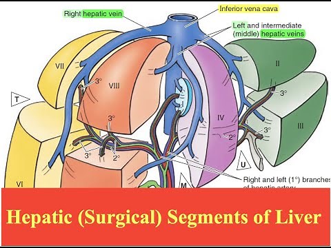Hepatic (Surgical) Segments of Liver