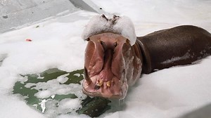 9.2K views · 420 reactions | Splash splash I was taking a bath our favorite resident hippo enjoyed a bubble bath today! #hippo #tozo #topzoo | Topeka Zoo | Facebook
