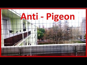 Astuces anti - PIGEON