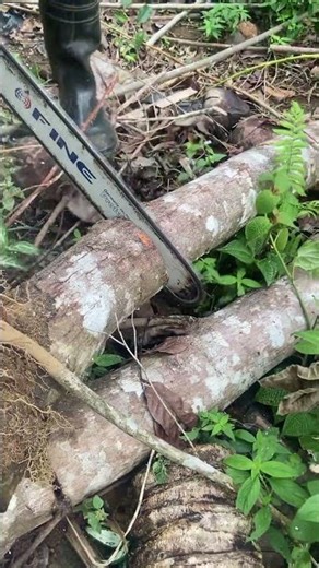 How to Cut Firewood Using a Chainsaw – Step-by-Step!