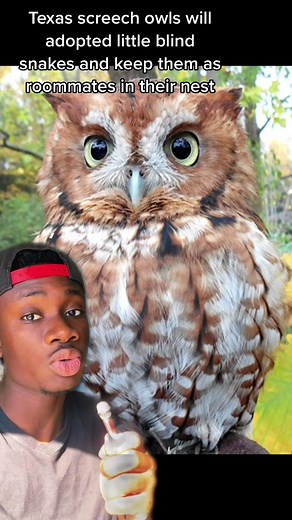 #nature#animals#learnontiktok