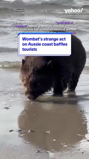 Wombat's Mysterious Behavior on Aussie Coast | Yahoo Australia