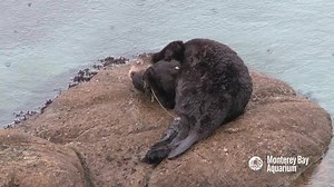 6.6M views · 117K shares | It’s not every day you get to watch a sea...