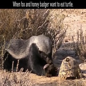 115K views · 64 reactions | when fox and honey badger want to eat turtle. #animal | Nature Life | Facebook