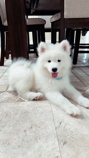 We are in love with our newest little family member 🫶🏼💕🥹David Draiman | Sarah Draiman