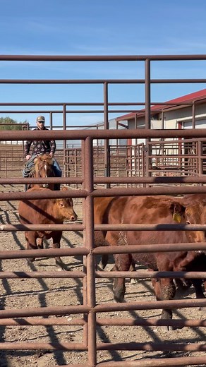 1.2K views · 386 reactions | We love working with our @danielsmanufacturingcompany double alley. It makes working cows and calves alike so much easier! We brought some bull calves in yesterday to run them through the chute and take DNA samples. It’s quick and efficient with the working setup we have. #redangus #cattleranch #bullcalves #bulls #cows #ranchlife #workingranch | Bieber Red Angus Ranch | Facebook