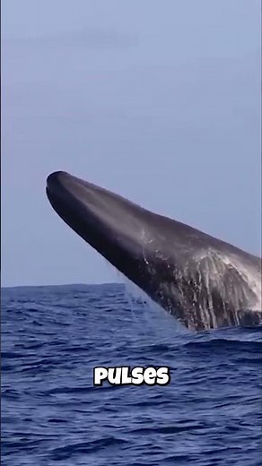Blue Whales: Their Calls Travel 1000 MILES?! 🤯