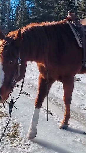 Horse slips on ice but stays steady on the trail #horseriding #trailride #snowonthetrail