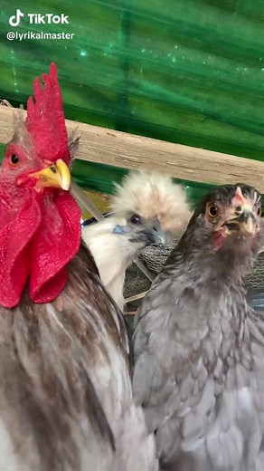 Funny Chicken Dancing Videos You Need to See! 🐔🕺