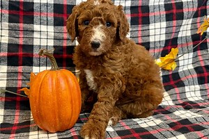 Queenie - Standard Poodle Puppy 5B6D5E