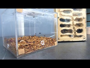 アリの縄張りを全部イモムシで埋めると…