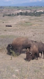 10K views · 760 reactions | Bison action today in Montana. These two were glued to each other. Sound on to hear his vocals. #AnimalBehavior | Michael Hodges, Author | Facebook