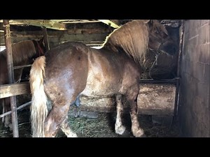 Коні Ваговози. Наші Жеребці, Кобили Пекельна Жара🔥🔥🔥🐴🐴🐴🥵🥵🥵