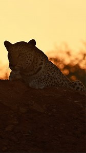 75 reactions | OKONJIMA LEOPARD EXPERIENCE Our Leopard “experience”...