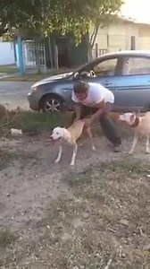 37 reactions · 19 shares | www.dogbreedstandards.com All dog breeds A to Z. | Dog Breed Standards | Facebook