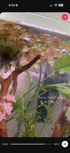 It’s coming together! Next thing is a hiding spot and maybe some planter cups to put more plants up on the edge of the tank #bettafish #bettafishtank #aquarium #plantedaquarium #fishtok