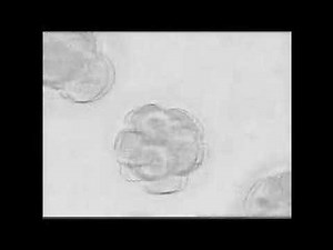 embryo development video