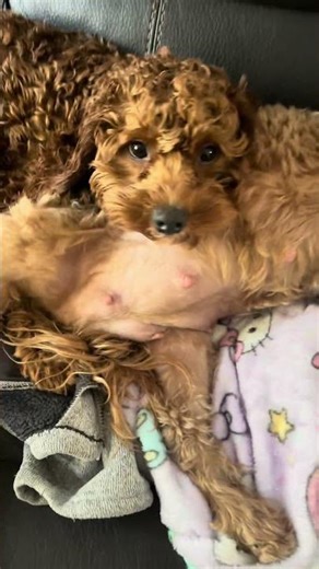 Babies having babies #cavapoo #cavapoopuppy #cutepuppy #pregnancy