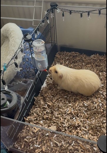 Guinea Pig Care: Full Enclosure Cleaning Routine