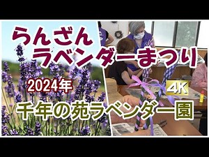 【らんざんラベンダーまつり2024】日本一の広さを誇る・千年の苑ラベンダー園／埼玉県嵐山町（らんざんまち）【4K】 2024.6.11