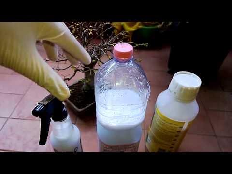 BONSAI-APPLICAZIONE PRATICA DI OLIO BIANCO