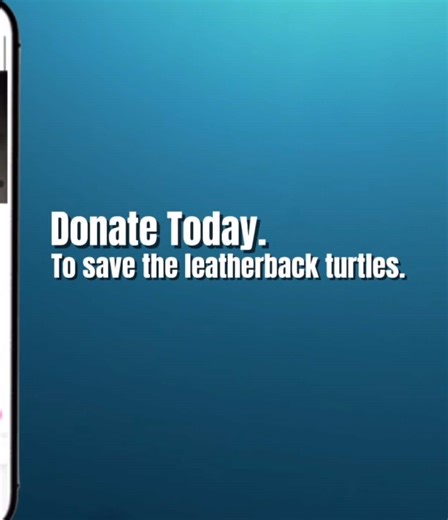 Save the Turtles: A Call to Conservation