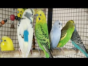 12 Hours of Non-Stop Cheerful Budgies! Enjoy the cutest moments of these playful parrots all day