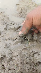 Catfish fishing mud #reels | Everyday village vlog