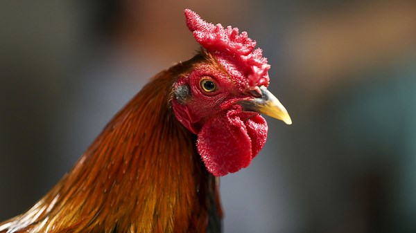 Así son las peleas de gallos en Venezuela